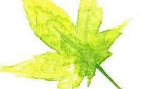 我是片叶子（朱文瀚）_250字