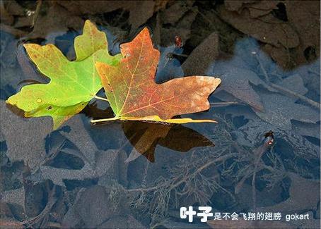 我是一片叶子（邢子君）_450字