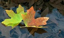 我是一片叶子（邢子骏）_450字