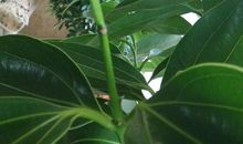 考试；我是一片叶子（田孟轩）_800字