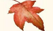 我是一片叶子（郑舒阳）_300字