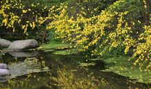 写景作文：杨柳依依春水流_1200字