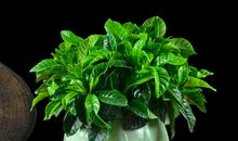 四季绿，不开花，一只手，把针扎（猜一植物）