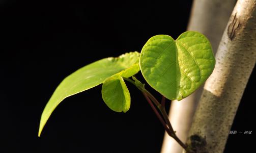 我是一片叶子（范子豪）_350字