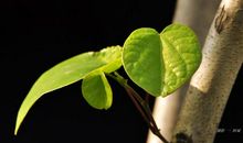 我是一片树叶（樊子豪）_350字