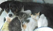 怀里抱着狗的人_1200字