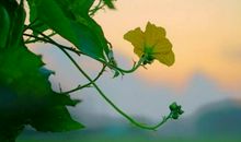 《断情丝》诗歌