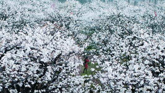 《万花丛中的叶子》诗