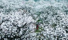 《万花丛中一枝叶》诗歌