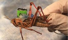 一只蝗虫的遭遇_400字