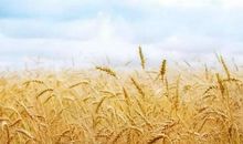 《秋·园》诗歌