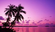 爱你 棕榈树_400字