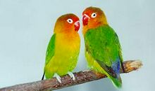 我家的鹦鹉_350字