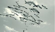 品味人生通向绿洲