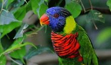 《鹦鹉之歌》诗歌