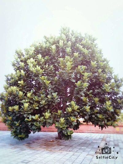 在菩提树下许愿_300字