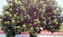 菩提树下许个愿_300字