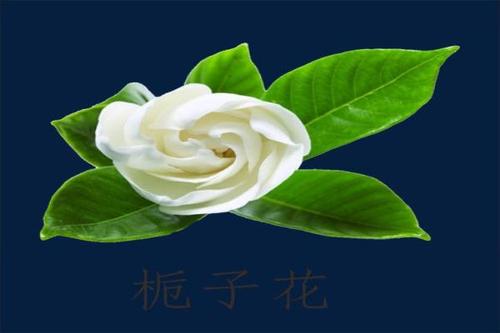 面对a子_150字
