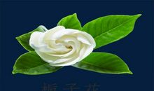 面对一朵栀子花_150字