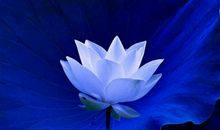 梦想盛开的地方