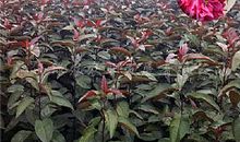 火一般的海棠_300字