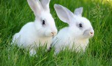 可爱的小白兔_700字