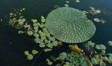 家乡的池塘_400字