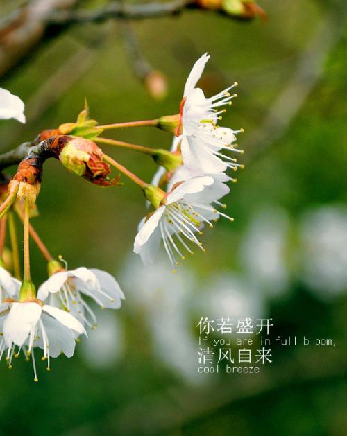 如果你盛开，微风将来