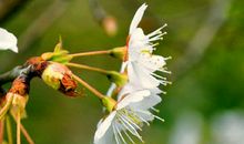 你若盛开，清风徐来