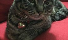 我家的“小客人”_500字