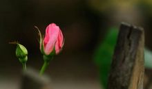 花开有声_1200字