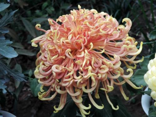 欣赏菊花_200字
