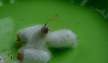 破茧而出化为蝶