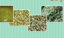 观察小绿豆日记