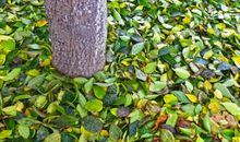 绿叶对根的情意