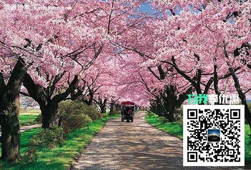 樱花_100字