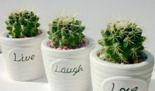 小小仙人球_300字