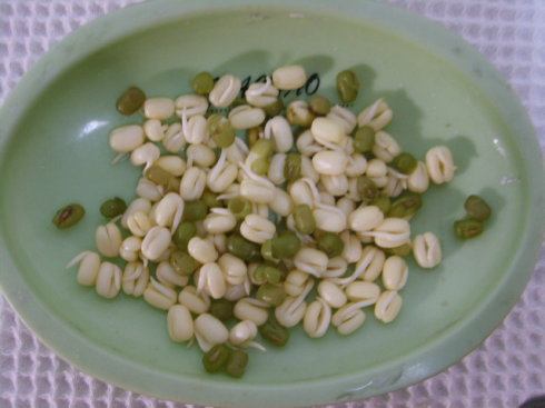 绿豆生长日记