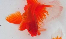 我的小金鱼。_400字