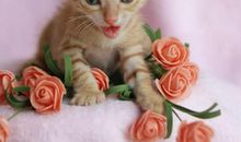 小花猫的自述_500字