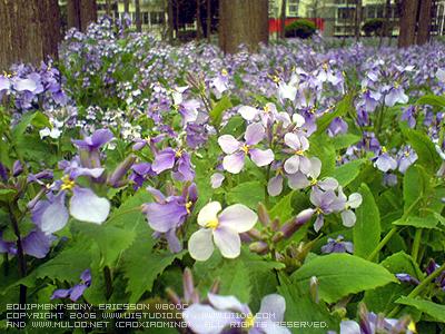 2月Orchid_400个单词