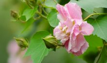 我家有盆木芙蓉_400字