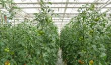 金沙植物园美如画