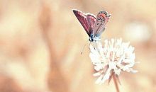 [新年祝福征文] 六年级-时光飞逝，对你的情依旧在-影殤_900字