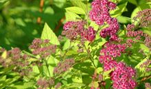 一株不知名的小花