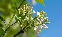 那一抹丁香的芬芳