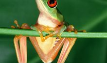 我喜欢的动物——树蛙_450字