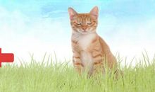 我喜欢的一种动物_550字