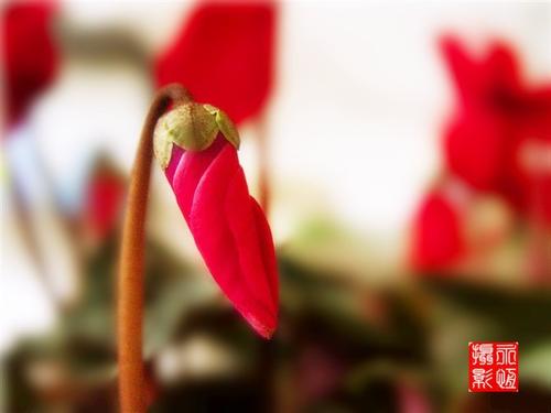 等待鲜花盛开_800字