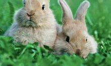 我喜欢的小兔子_300字